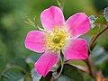 'Carmenetta' Preston 1923, R. glauca × R. rugosa