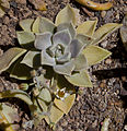 * Nomination Hen and chicks (Echeveria elegans), Calatayud, Spain --Poco a poco 09:09, 4 August 2012 (UTC) * Promotion Good quality. --Cayambe 11:55, 7 August 2012 (UTC)