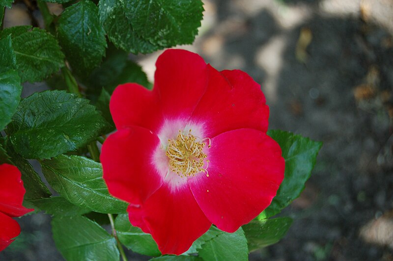 File:Rosa giraldii (Crepin 1897).JPG