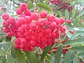 Madárberkenye (Sorbus aucuparia)