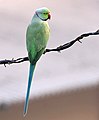 Rose-ringed Parakeet, a common species in Africa and Asia and feral in Europe And United States.