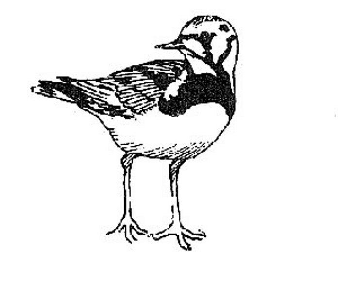 File:Ruddy turnstone bird line art illustration arenaria interpres.jpg