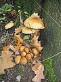 Sparriger Schüppling Anfang "Heldenhain"; an Sumpfeiche; lat. Pholiota squarrosa