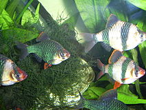 A school of Puntius tetrazona, including a specimen showing a green colour morph