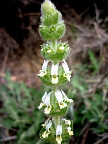 SIDERITIS HIRSUTA - AGUDA - IB-273 (Herba de la feridura) .JPG