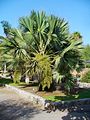 Sabal palmetto Habitus