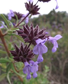 Salvia apiana - Wikipedia, la enciclopedia libre