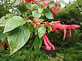 Miniatura para Salvia sessei