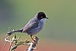 25 Commons:Picture of the Year/2011/R1/Sardinian Warbler.jpg