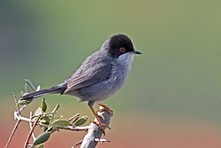 Sardinian Warbler.jpg