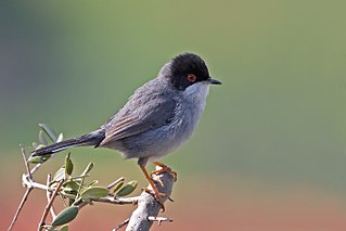 Sardinian warbler