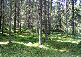 Saruwine - Faery Tale Forest (by-sa).jpg