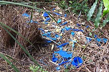 A male satin bowerbird makes and uses a bower to attract potential mates. Satin Bowerbird Bower - Flickr - gailhampshire.jpg