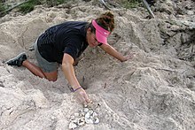 A University of Guam marine biologist inventories sea turtle eggs on Andersen Air Force Base