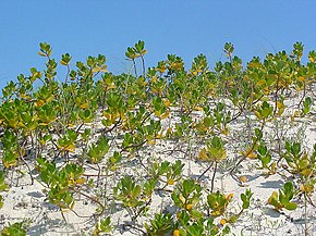 Beschrijving van de afbeelding Scaevola plumieri 1.jpg.