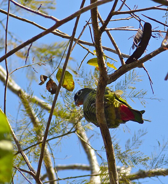 File:Scaly-headed Parrot (Pionus maximiliani) (31662534381).jpg