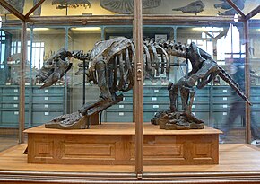 A Scelidotherium skeleton in Paris Scelidotherium leptocephalum side.jpg