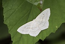 Scopula flaccidaria, Giresun 2017-07-06 01-1.jpg