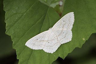<i>Scopula flaccidaria</i> Species of geometer moth in subfamily Sterrhinae