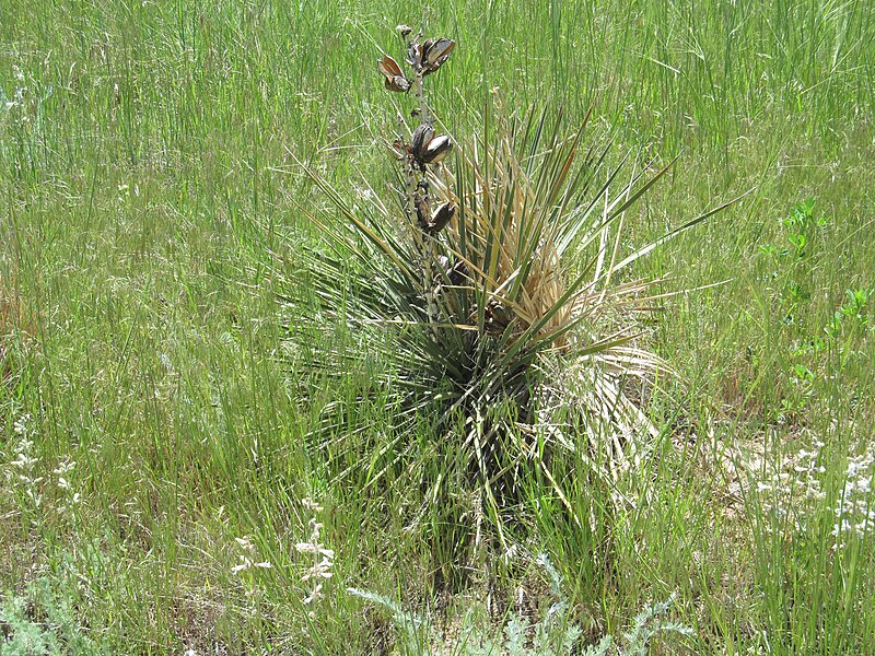 File:Scotts Bluff National Monument - Nebraska (14440754015).jpg