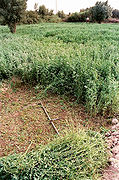 Ladang alfalfa