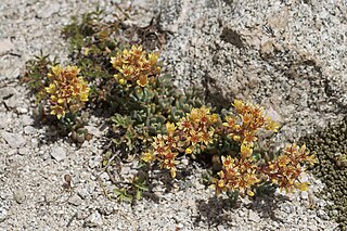 <i>Sedum obtusatum</i> Species of succulent