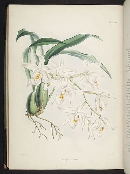 File:Select orchidaceous plants. (First series) (Plate XXXV) BHL269537.jpg