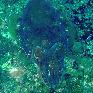 <i>Sepia hierredda</i> Species of cuttlefish