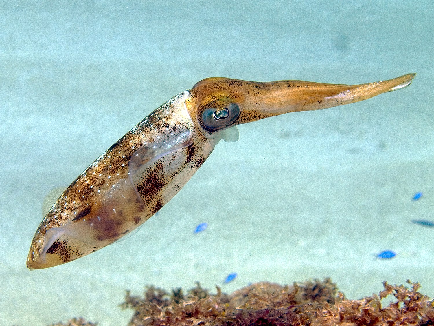 smallest species of cuttlefish