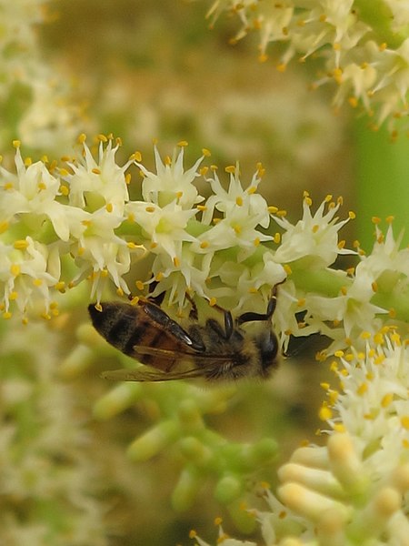 File:Serenoa repens and bee (Scott Zona) 1.jpg