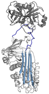 A serpin (white) with its 'reactive centre loop' (blue) bound to a protease (grey). Once the protease attempts catalysis it will be irreversibly inhibited. (PDB: 1K9O​)