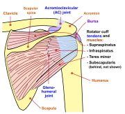 人體肩關節結構（後向前視角）。
