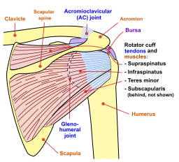 strengthen rotator cuff exercises need to hold the ball of the humerus in the glenoid fossa