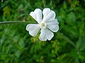 Silene alba