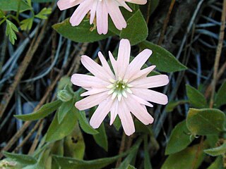 <i>Silene hookeri</i> species of plant