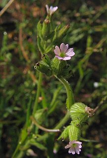 <i>Silene multinervia</i> Species of flowering plant