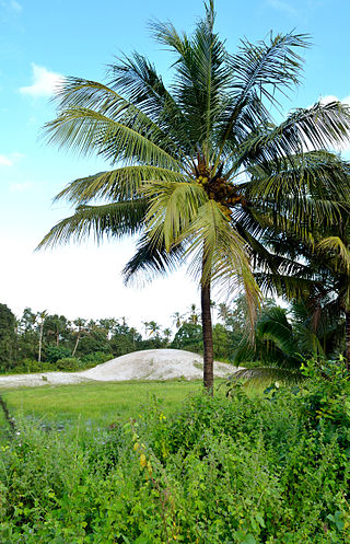 <span class="mw-page-title-main">Panavally</span> Poochakkal in Kerala, India