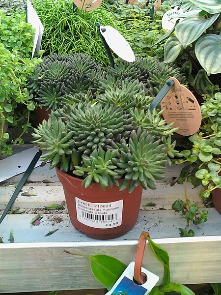 Sinocrassula