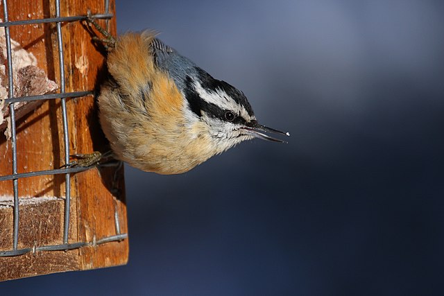 Red-breasted nuthatch feeding on suet