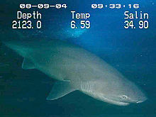 Six-gill shark.jpg