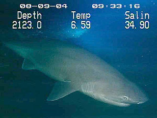 Cow shark Family of sharks