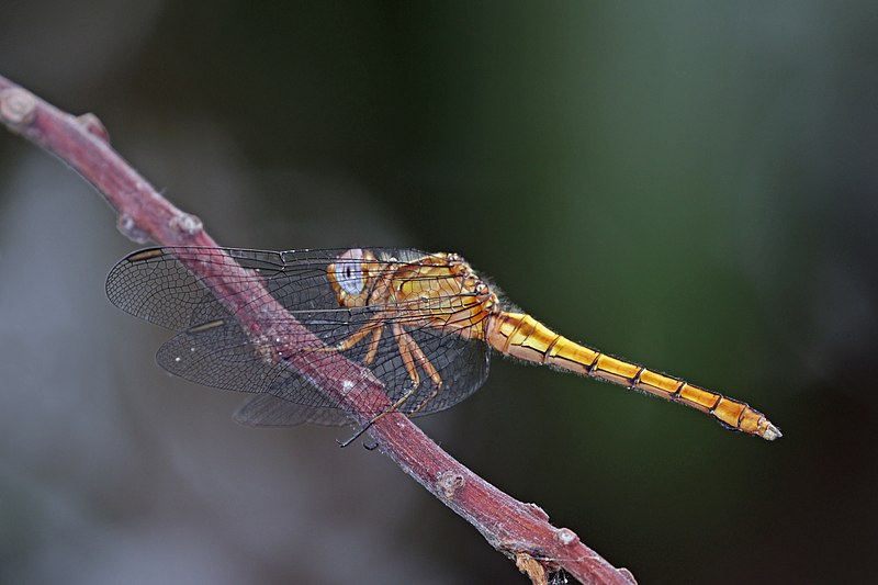 File:Skimmer (Orthetrum azureum) female.jpg