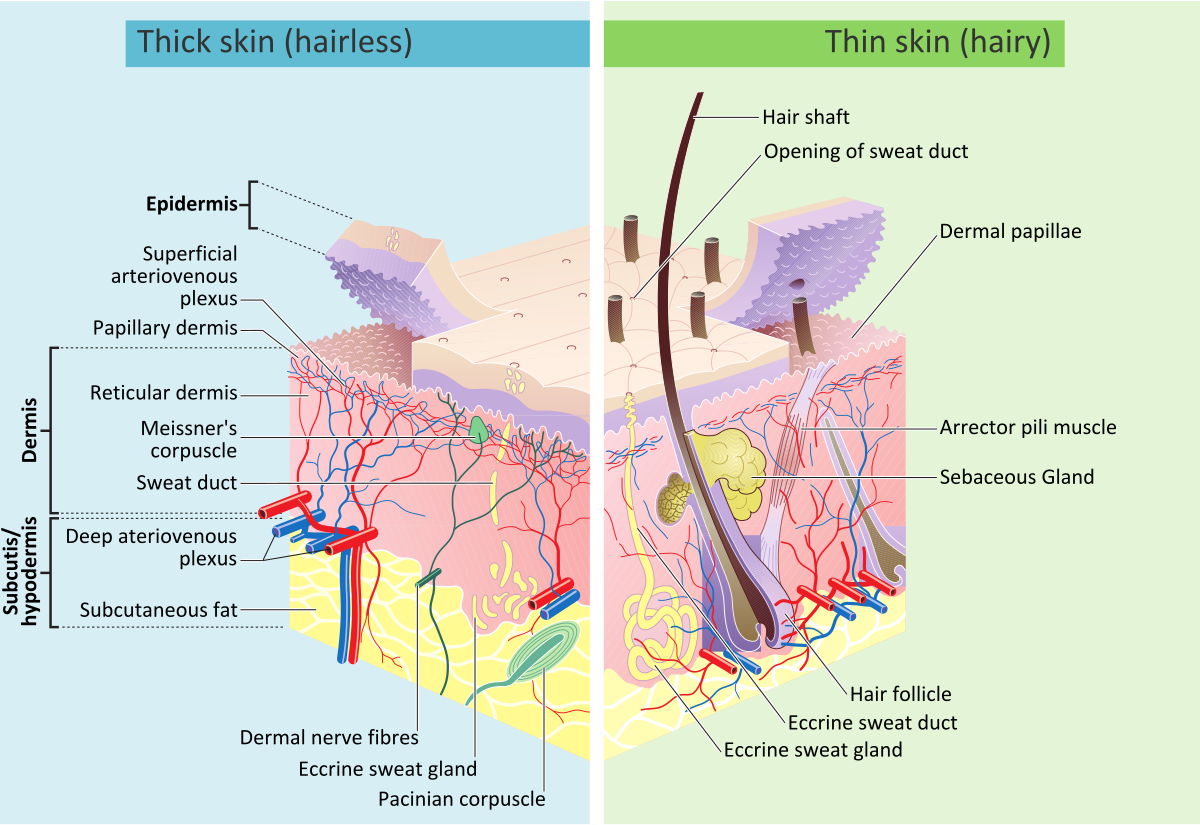 Skin layers.svg