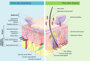 جلد الإنسان: البناء, المقطع العرضي, أنواع جلد الأنسان