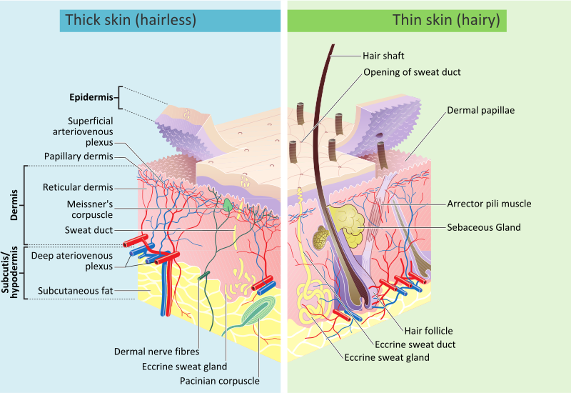 طبقات الجلد : للجلد الخالي من الشعر والجلد المغطي بالشعر.