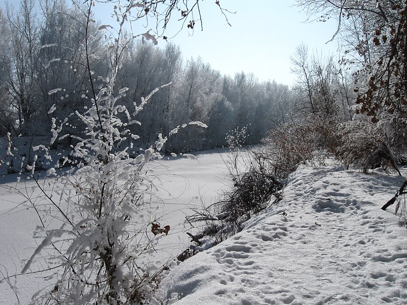 File:Small Flocked Tree Next to Frozen River - panoramio.jpg