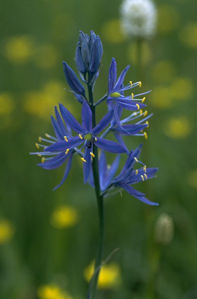 File:Small camas flower, Big Summit Prairie, Oregon.jpg