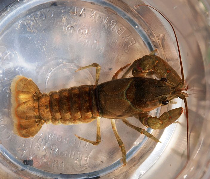 File:Smoke Hole - crayfish 2.jpg