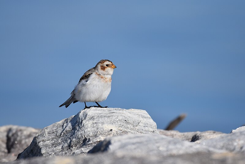 File:Snow bunting north point 12.27.18 DSC 0081.jpg