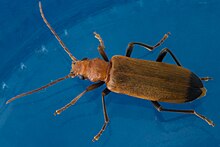 Wharf borer, Nacerdes melanura Soldier beetle (Rhagonycha fulva).jpg